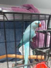 Found Indian Ringneck Parakeet