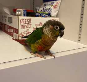 Found Conure