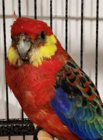 Found Rosella