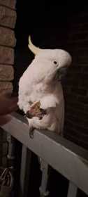 Found Cockatoo