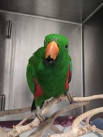 Found Eclectus