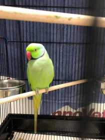 Found Indian Ringneck Parakeet