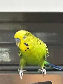 Found Budgerigar