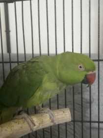 Found Indian Ringneck Parakeet