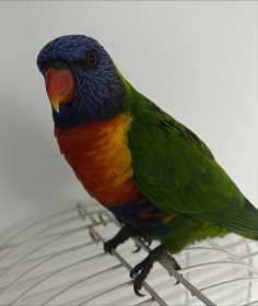 Found Lory / Lorikeet