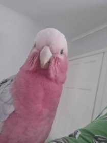 Found Galah Cockatoo