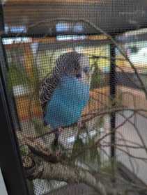 Found Budgerigar