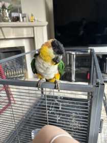 Found Caique