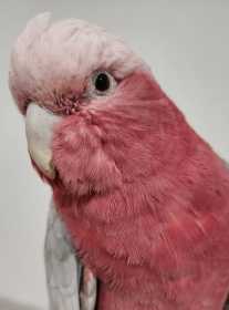 Found Galah Cockatoo