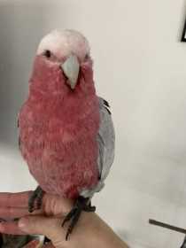 Found Galah Cockatoo