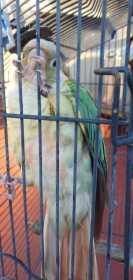 Found Conure