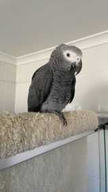 Found African Grey