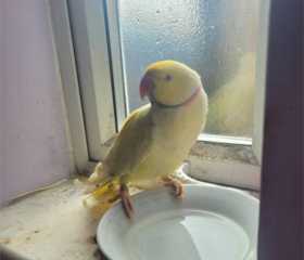 Found Indian Ringneck Parakeet