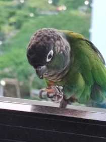 Found Conure