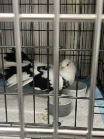 Found Dove
