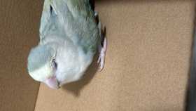 Found Lovebird