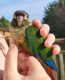 Found Conure