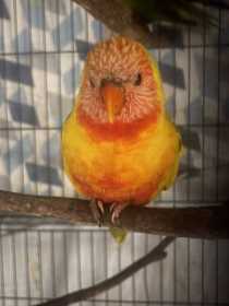 Found Lory / Lorikeet