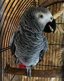Found African Grey
