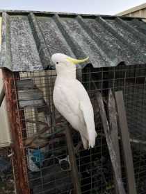 Found Cockatoo