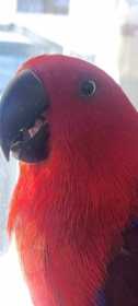 Found Eclectus