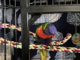 Found Lory / Lorikeet