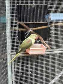 Found Alexandrine