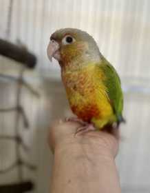 Found Conure