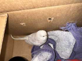 Found Parakeet