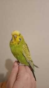 Found Budgerigar