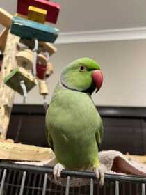 Found Indian Ringneck Parakeet