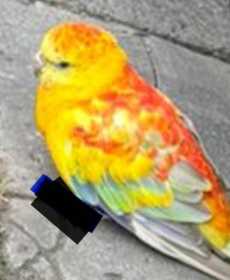 Found Red Rump Parakeet