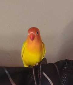 Found Lovebird