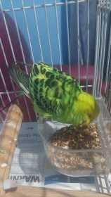 Found Budgerigar