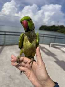Found Rose Ringed Parakeet
