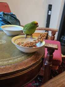 Found Kakariki