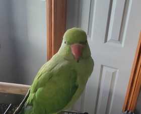 Found Indian Ringneck Parakeet