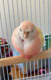Found Bourke's Parakeet