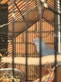 Found Indian Ringneck Parakeet
