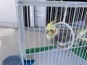 Found Cockatiel