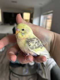 Found Budgerigar