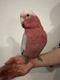 Found Galah Cockatoo