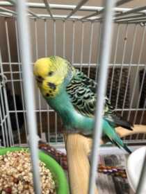 Found Budgerigar