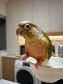 Found Conure