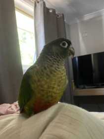 Found Conure