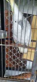 Found Cockatoo