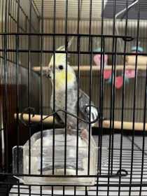 Found Cockatiel