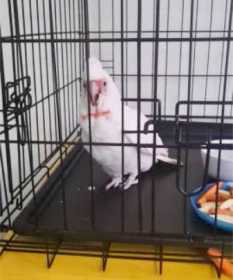 Found Corella Cockatoo