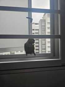 Found Conure