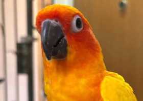 Found Conure